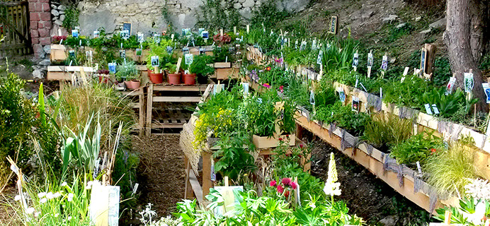 600 vearietes de plantes vivaces