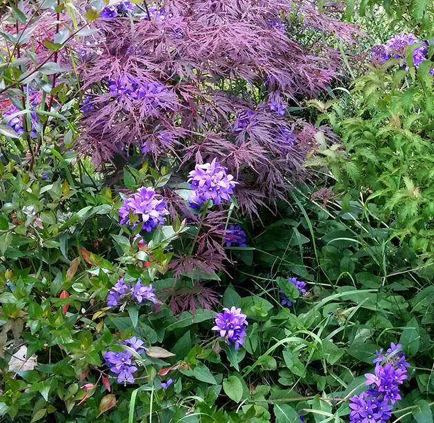 plantes vivaces faciles les jardins des hurlevents