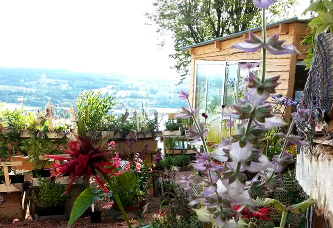 pepiniere de plantes vivaces en auvergne 