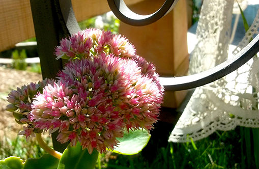 jardin en auvergne plein de charme et de biodivertsité aves plantes melliferes