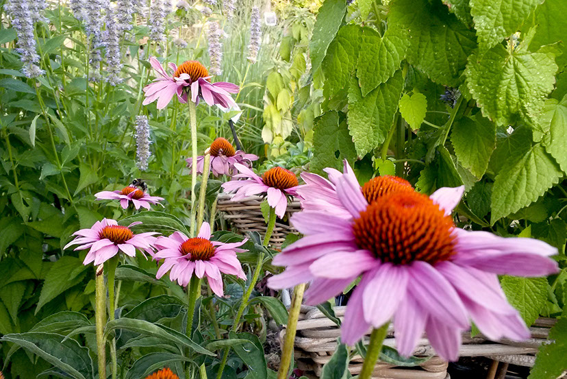 plantes vivaces les jardins de hurlvents auvergne plantes vivaces médicinales