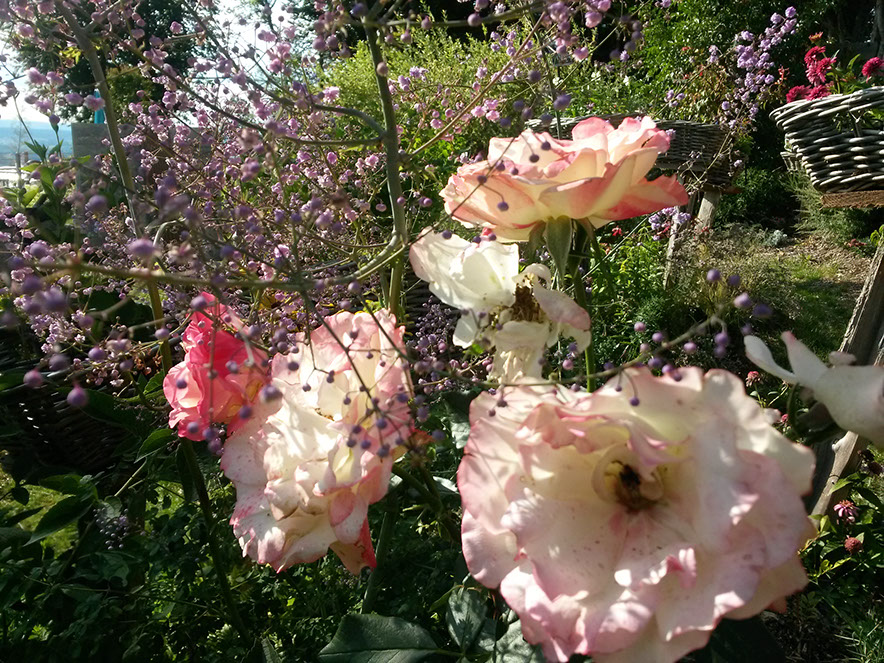 jardin cottage vichy