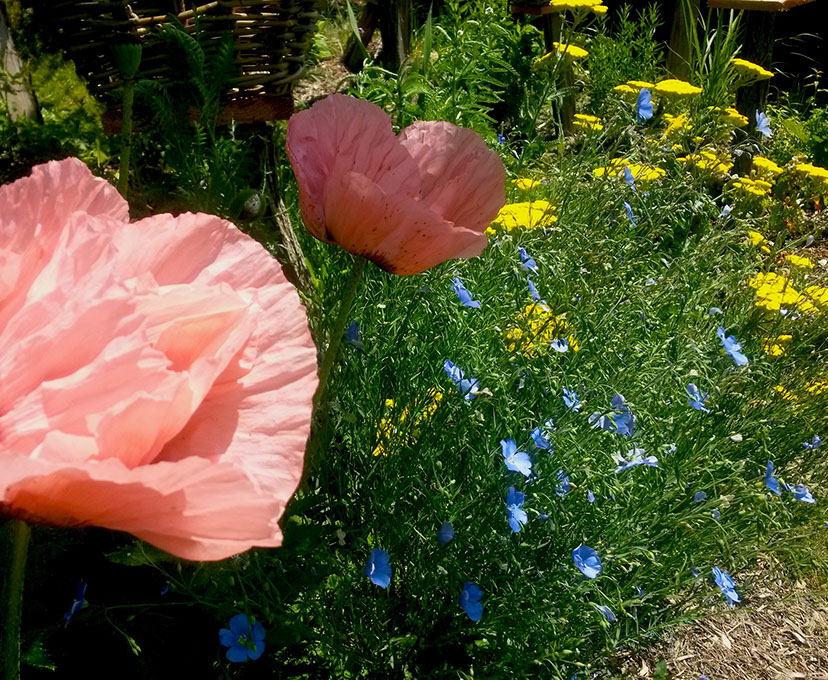 plantes vivaces -jardins naturalistes plantes vivace les jardins de hurlvents auvergne