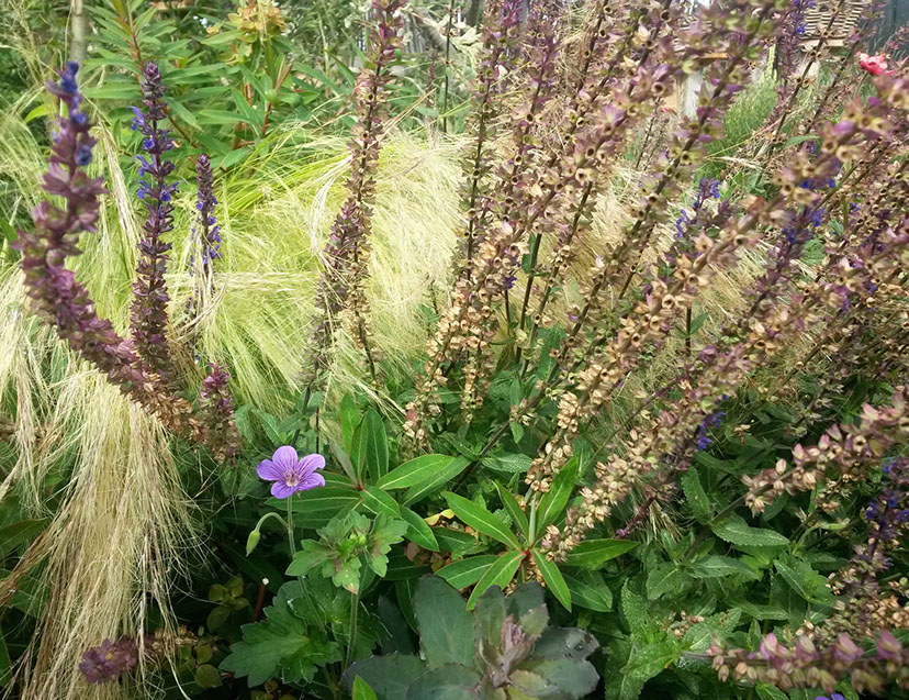 plantes vivaces les jardins de hurlvents auvergne plantes vivaces de soleil