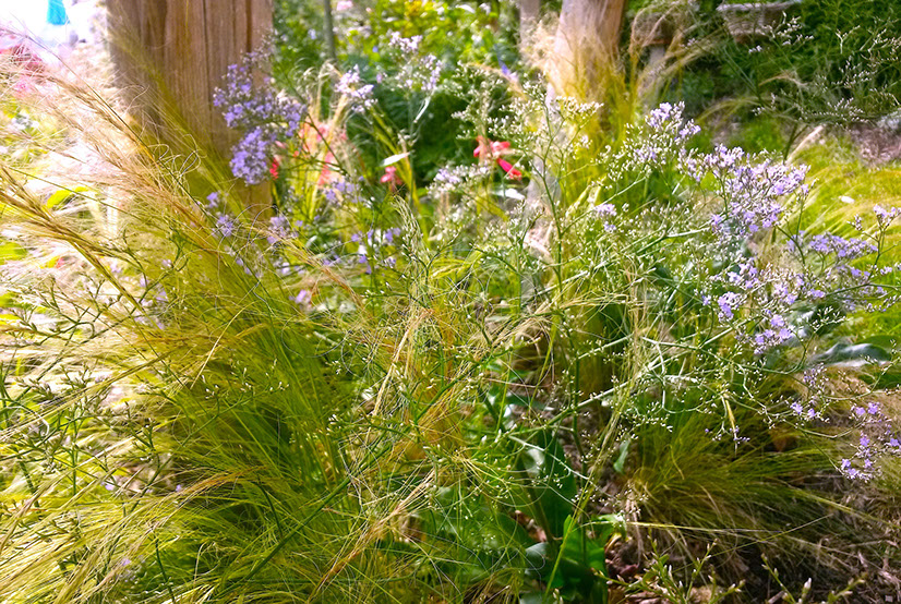 plantes vivaces les jardins de hurlvents auvergne plantes vivaces jardins naturalistes