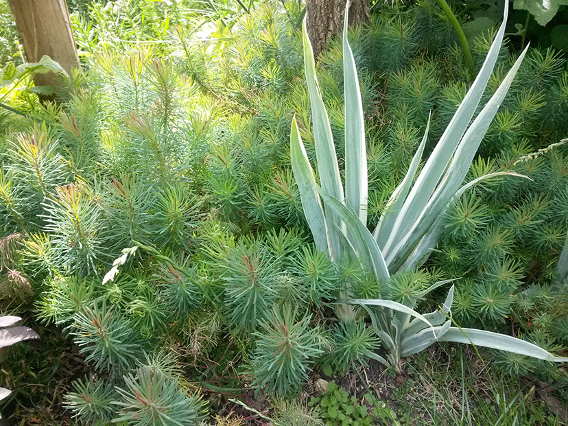 plantes vivace les jardins de hurlvents auvergne idées d'association de plantes vivaces