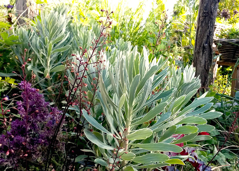 plantes vivaces les jardins de hurlvents auvergne plantes vivaces aux beaux feuillages